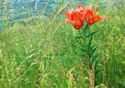 cral-montagna-00009
